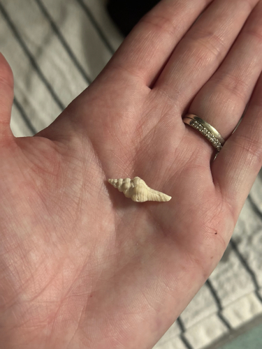 Fusinus australis, 2026-10-18