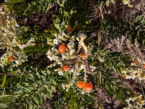 Flax-leaved Daphne