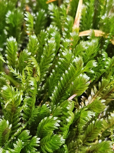 Fissidens adianthoides observed 2026-10-15