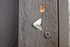 Digrammia triviata