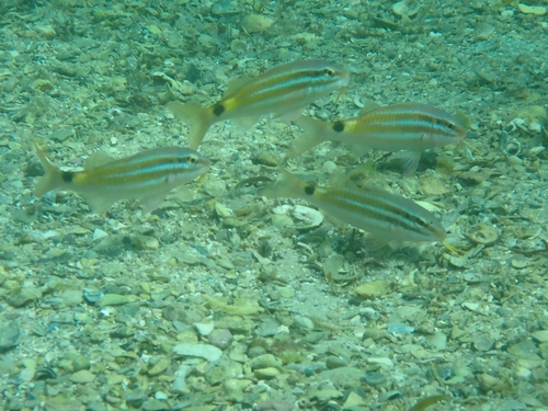 Parupeneus spilurus observed 2026-10-18
