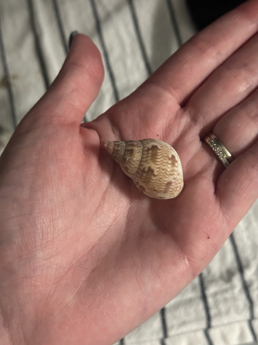 Phasianella australis observed 2026-10-18