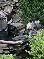 Cyanocitta cristata bromia