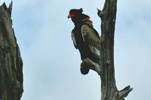 iNaturalist image