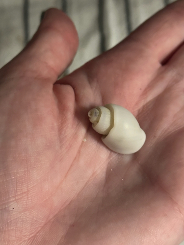 Cancellaria spirata observed 2026-10-18
