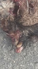 Petrochelidon pyrrhonota