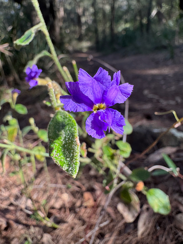 Dampiera purpurea observed 2026-10-18