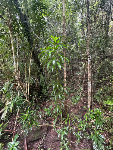 Dracaena angustifolia observed 2026-09-29