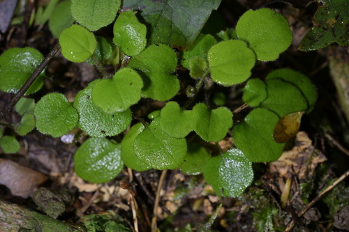 Lagenophora strangulata, 2026-10-09