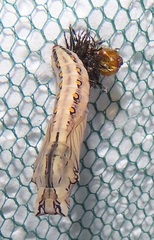 Acraea oncaea