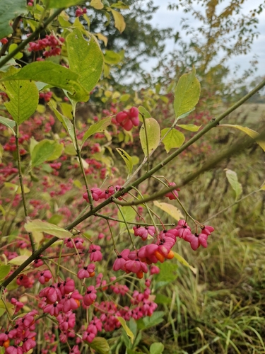 Spindle