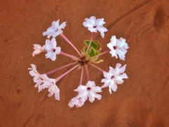 Tripterocalyx carneus