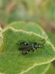 Oedemera flavipes