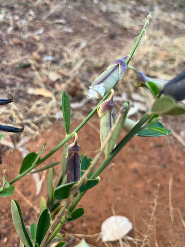 Crotalaria retusa observed 2026-10-17