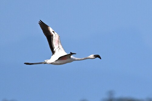 iNaturalist image