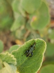 Oedemera flavipes