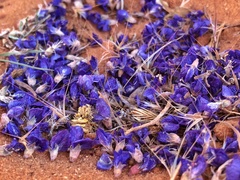 Psorothamnus arborescens