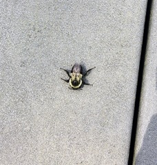 Bombus impatiens