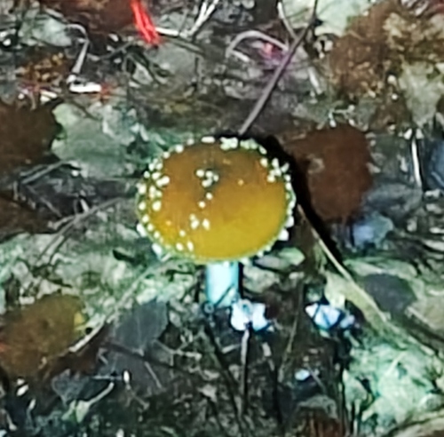 Fly Agaric