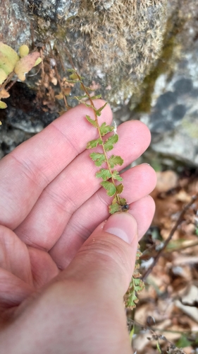 Korean woodsia (Woodsia subcordata)