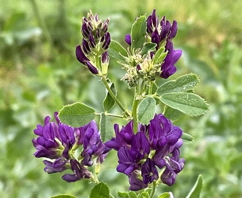 Alfalfa