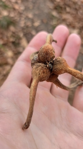 Corylus sieboldiana observed 2026-10-18