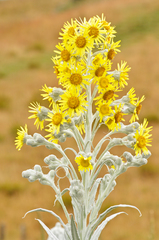 Senecio niveoaureus