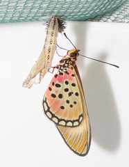 Acraea oncaea