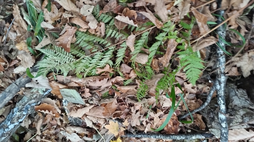 Dryopteris goeringiana observed 2026-10-18