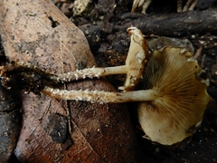 Pholiota subflammans