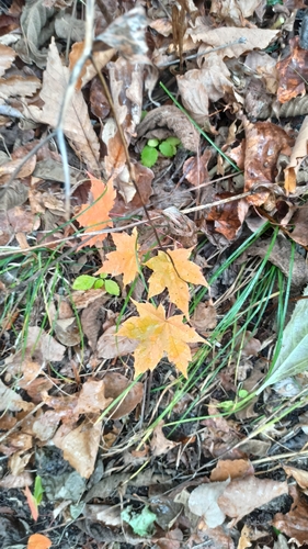 Acer pictum observed 2026-10-18