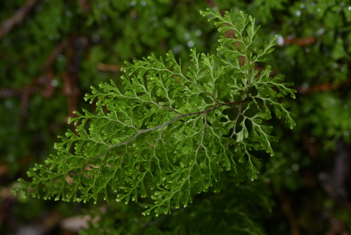 Hymenophyllum bivalve observed 2026-10-09