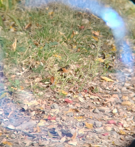 Brambling