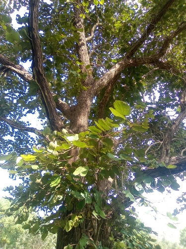 Piliostigma thonningii, 2026-10-18