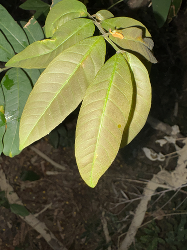 Dimocarpus longan observed 2026-10-18