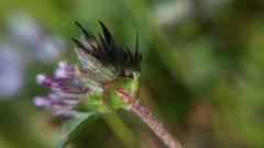 Trifolium macraei