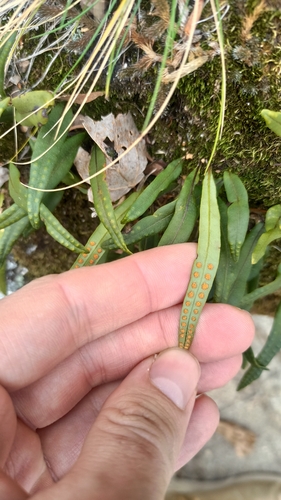 Lepisorus observed 2026-10-18