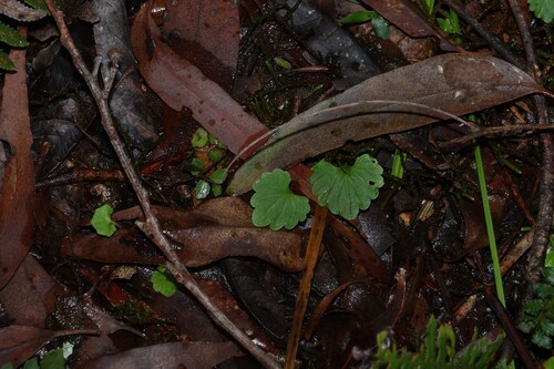 Lobelia trigonocaulis observed 2026-10-18