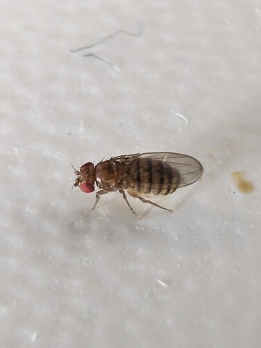 Drosophila melanogaster observed 2026-10-18