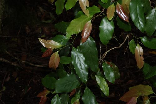 Erythroxylon observed 2026-10-18