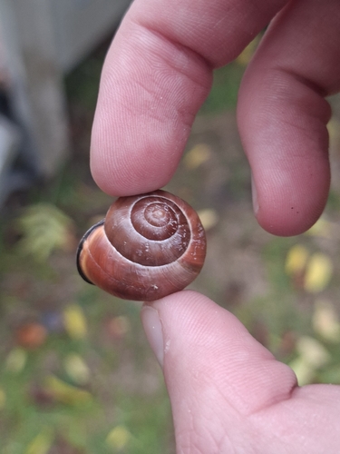 Brown-lipped Snail