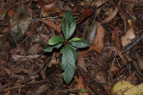 Rhodomyrtus observed 2026-10-18