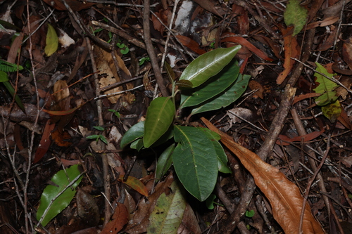 Rhodomyrtus observed 2026-10-18