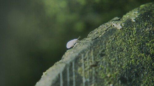 Coniopteryx maculithorax