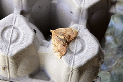 Eulithis luteolata