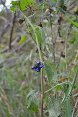 Coccocypselum lanceolatum