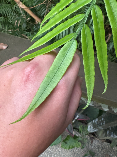 Angiopteris lygodiifolia observed 2026-10-18