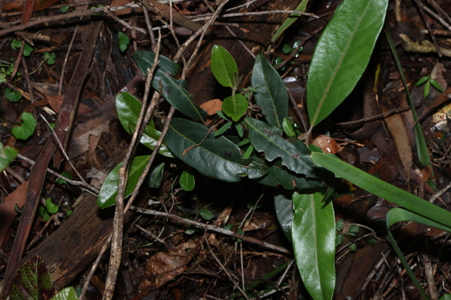 Rhodomyrtus observed 2026-10-18