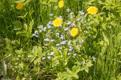 Myosotis sylvatica