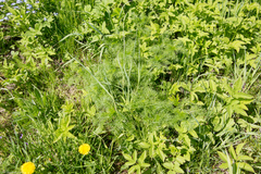 Tripleurospermum inodorum